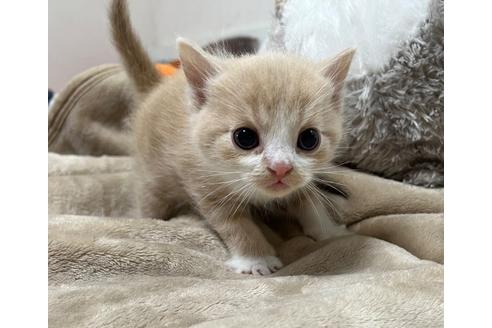 成約済の埼玉県のスコティッシュフォールド-25169の27枚目