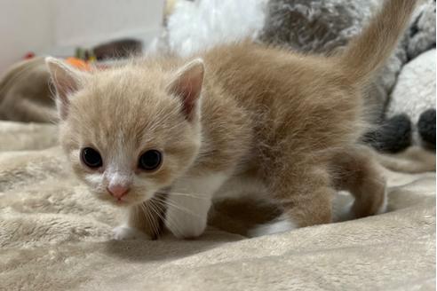 成約済の埼玉県のスコティッシュフォールド-25169の25枚目