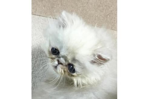 成約済の兵庫県のペルシャ-25195の2枚目