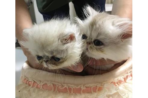 成約済の兵庫県のペルシャ-25195の3枚目