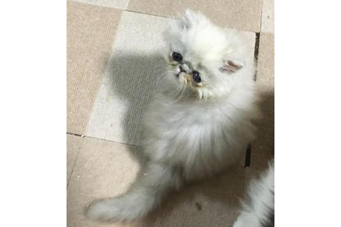 成約済の兵庫県のペルシャ-25195の4枚目