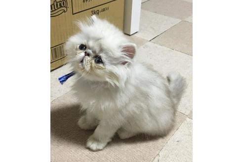 成約済の兵庫県のペルシャ-25195の1枚目