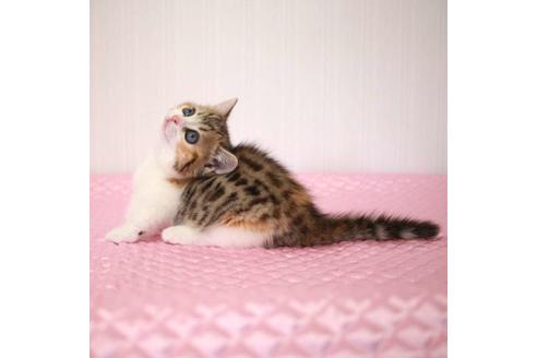 成約済の福岡県のミヌエット-25200の6枚目