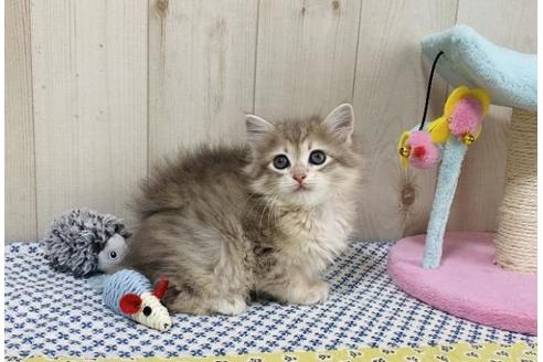 成約済の大阪府のサイベリアン-24543の4枚目