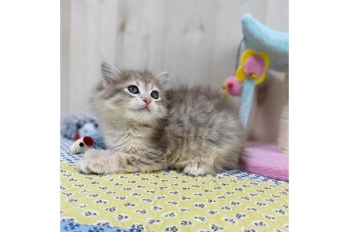 成約済の大阪府のサイベリアン-24543の5枚目