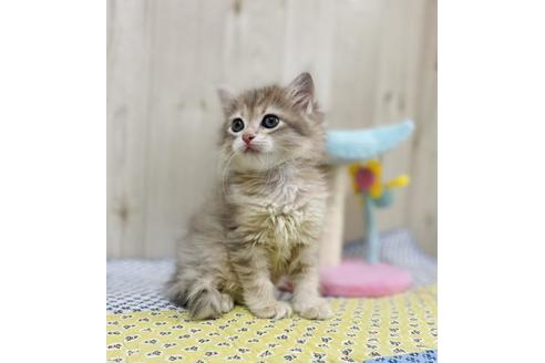 成約済の大阪府のサイベリアン-24543の2枚目