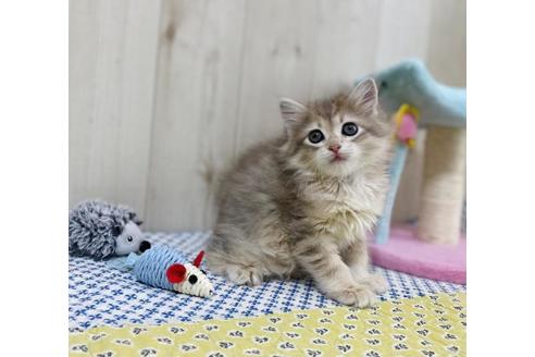 成約済の大阪府のサイベリアン-24543の3枚目