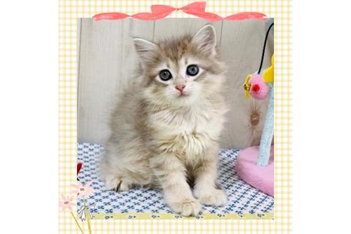 成約済の大阪府のサイベリアン-24543の1枚目