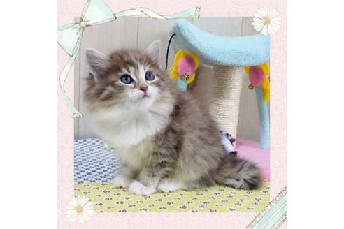 成約済の大阪府のサイベリアン-24544の1枚目