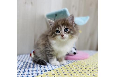 成約済の大阪府のサイベリアン-24544の2枚目