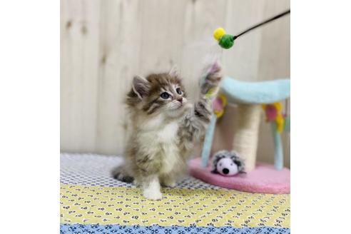 成約済の大阪府のサイベリアン-24544の3枚目