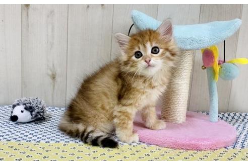 成約済の大阪府のサイベリアン-24545の5枚目