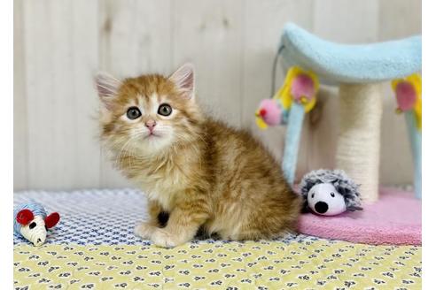 成約済の大阪府のサイベリアン-24545の2枚目