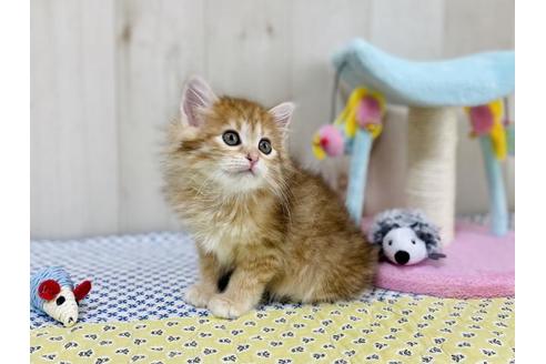 成約済の大阪府のサイベリアン-24545の3枚目