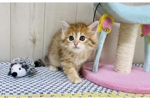 成約済の大阪府のサイベリアン-24545の4枚目