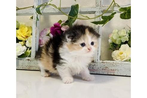 成約済の大阪府のスコティッシュフォールド-25370の2枚目