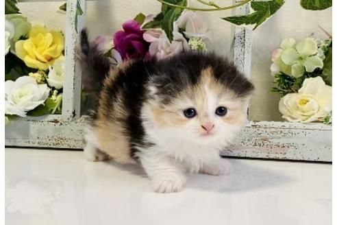 成約済の大阪府のスコティッシュフォールド-25370の3枚目