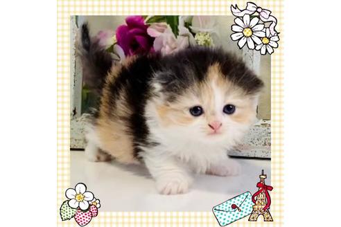 成約済の大阪府のスコティッシュフォールド-25370