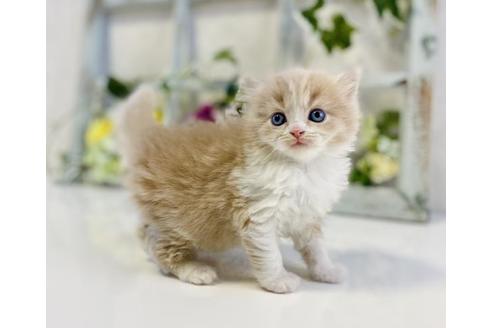 成約済の大阪府のスコティッシュストレート-25371の2枚目