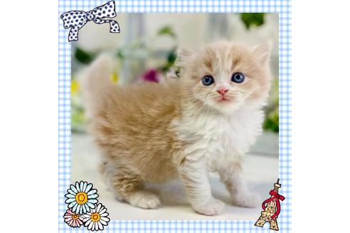 成約済の大阪府のスコティッシュストレート-25371