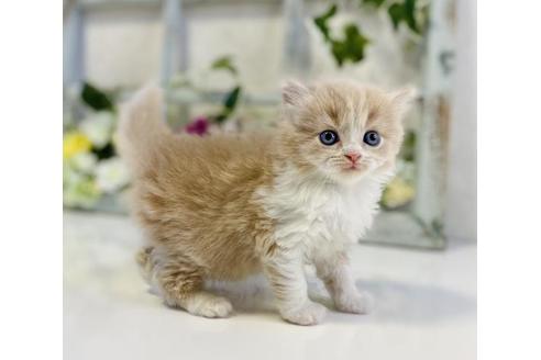 成約済の大阪府のスコティッシュストレート-25371の4枚目