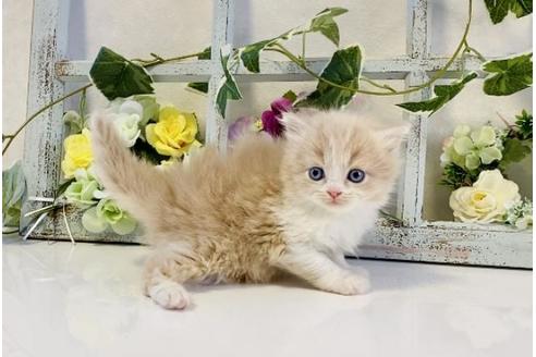 成約済の大阪府のスコティッシュストレート-25371の3枚目