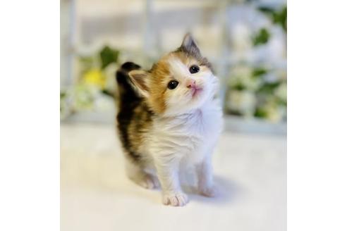 成約済の大阪府のノルウェージャンフォレストキャット-25373の2枚目