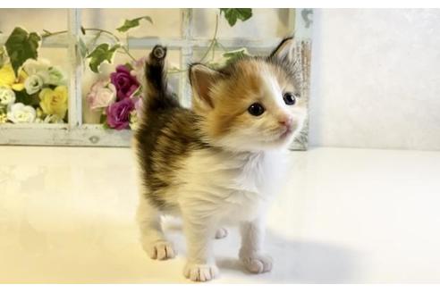 成約済の大阪府のノルウェージャンフォレストキャット-25373の4枚目