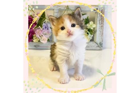 成約済の大阪府のノルウェージャンフォレストキャット-25373の1枚目