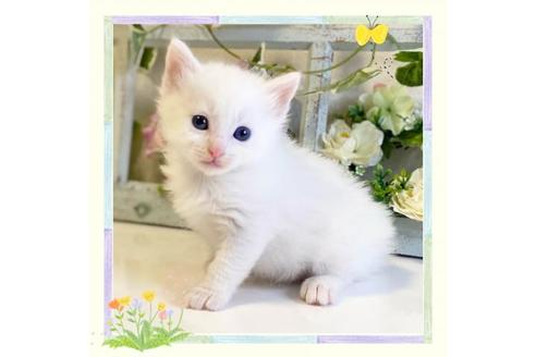 成約済の大阪府のノルウェージャンフォレストキャット-25376の1枚目