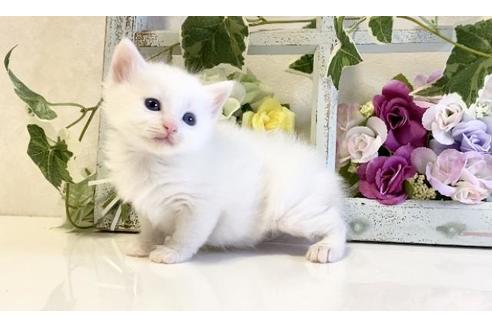 成約済の大阪府のノルウェージャンフォレストキャット-25376の3枚目