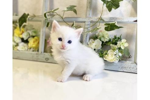 成約済の大阪府のノルウェージャンフォレストキャット-25376の4枚目