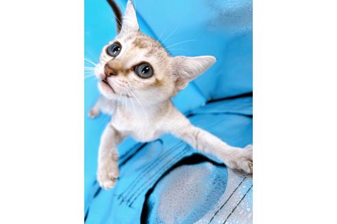 成約済の東京都のシンガプーラ-25451の9枚目