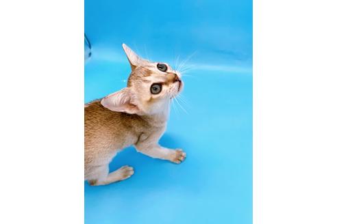 成約済の東京都のシンガプーラ-25451の10枚目