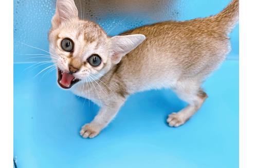 成約済の東京都のシンガプーラ-25451の1枚目