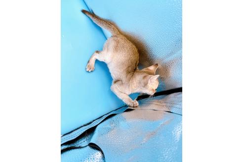 成約済の東京都のシンガプーラ-25451の12枚目