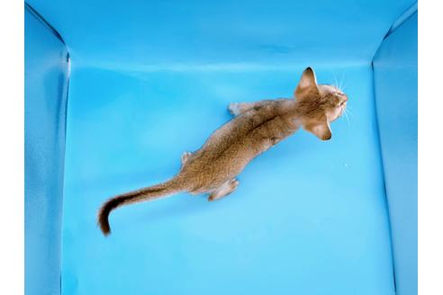 成約済の東京都のシンガプーラ-25451の2枚目