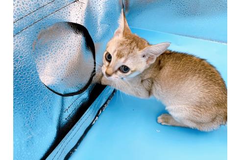 成約済の東京都のシンガプーラ-25451の3枚目