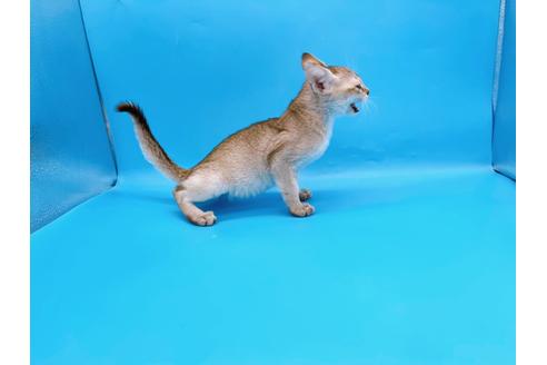 成約済の東京都のシンガプーラ-25451の4枚目