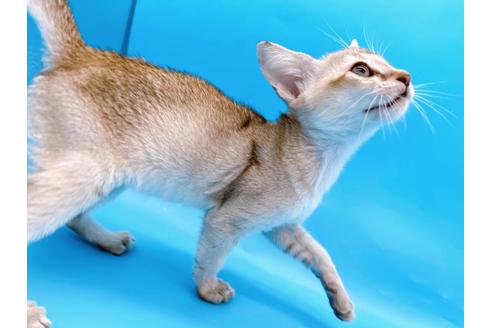 成約済の東京都のシンガプーラ-25451の5枚目