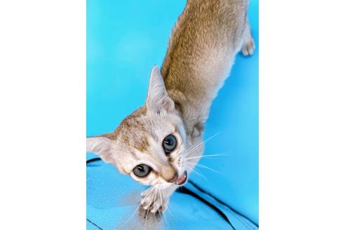 成約済の東京都のシンガプーラ-25451の6枚目