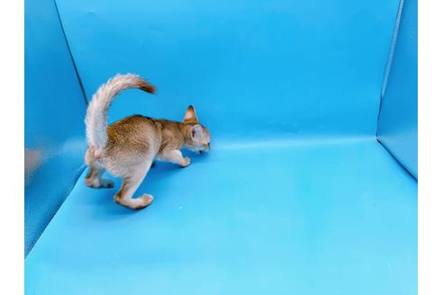 成約済の東京都のシンガプーラ-25451の7枚目