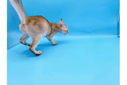 成約済の東京都のシンガプーラ-25451の8枚目