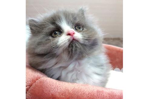 成約済の愛知県のスコティッシュフォールド-25442の1枚目