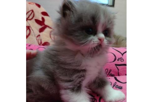 成約済の愛知県のスコティッシュフォールド-25442の4枚目