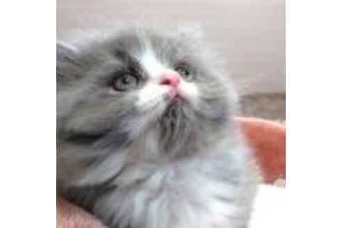 成約済の愛知県のスコティッシュフォールド-25442の3枚目