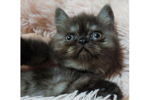 成約済の愛知県のエキゾチックショートヘア-25443の1枚目