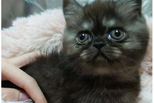 成約済の愛知県のエキゾチックショートヘア-25443の5枚目