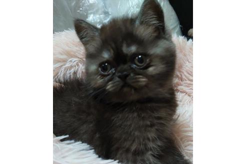 成約済の愛知県のエキゾチックショートヘア-25443の3枚目