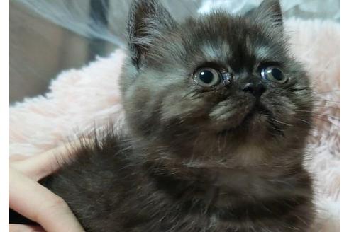 成約済の愛知県のエキゾチックショートヘア-25443の2枚目